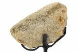 Fossil Hadrosaur Vertebra Section w/ Metal Stand - South Dakota #339874-1